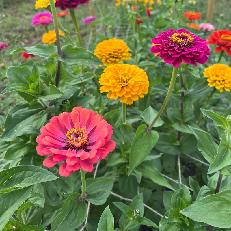Zinnia Giant Cactus Seeds