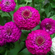 Lavender Zinnia Seeds