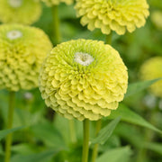 Zinnia Lime Green Seeds
