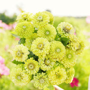 Zinnia Lime Green Seeds