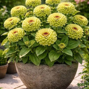 Zinnia Lime Green Seeds