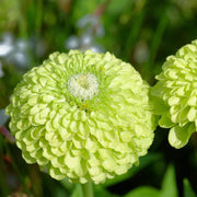 Zinnia Lime Green Seeds