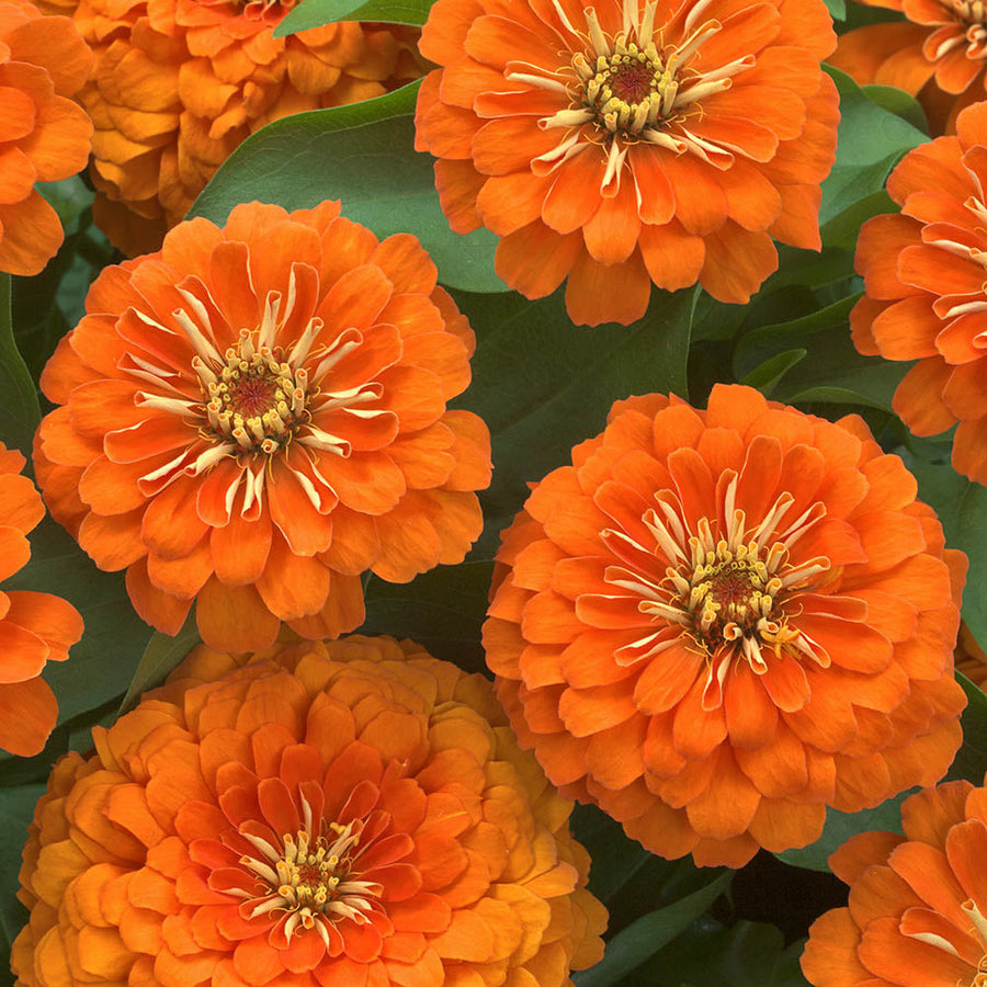 Zinnia Orange Seeds