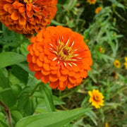 Orange King Zinnia Seeds