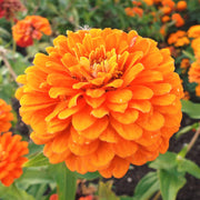 Orange King Zinnia Seeds