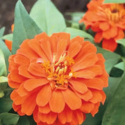 Zinnia Orange Seeds