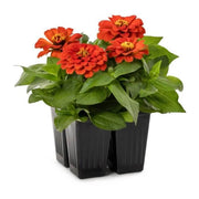 Zinnia Orange Seeds