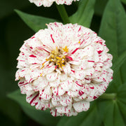Peppermint Stick Zinnia Seeds