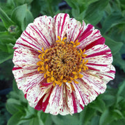 Peppermint Stick Zinnia Seeds