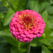 Pink Zinnia Seeds
