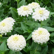 Polar Bear Zinnia Seeds