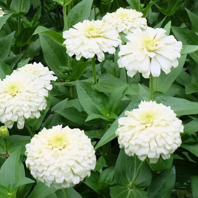 Polar Bear Zinnia Seeds