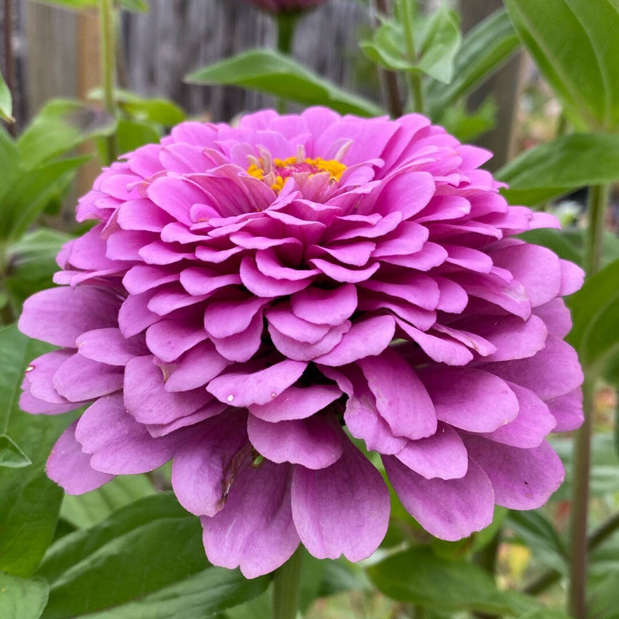 Purple Zinnia Seeds