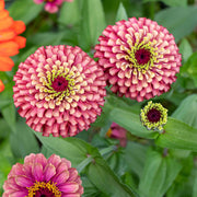 Queeny Lime Red Zinnia Seeds