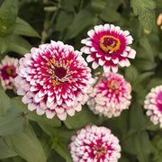 Red Cream Zinnia Seeds