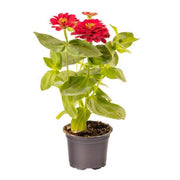 Zinnia Seeds, Zinnia elegans Flower Seeds