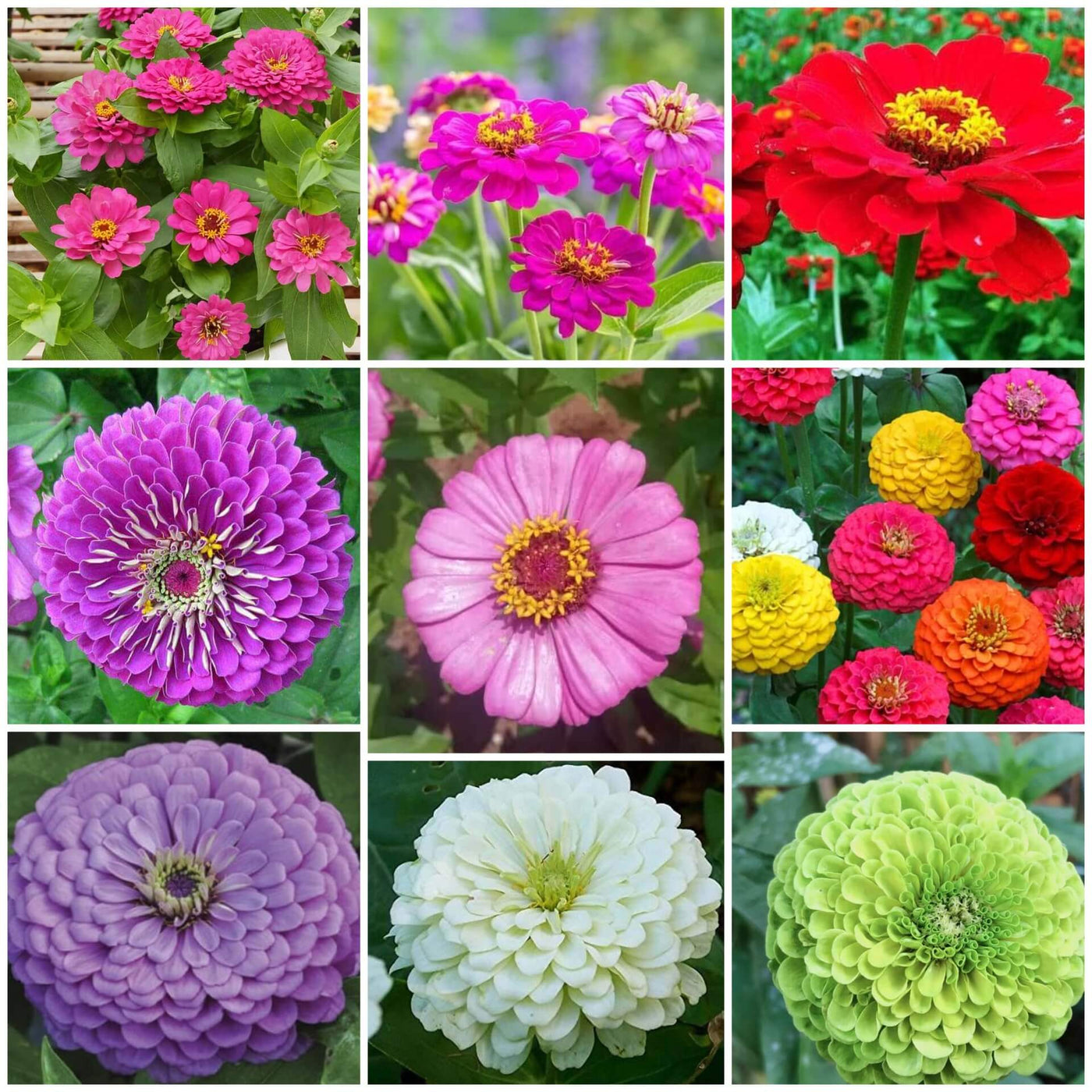 Zinnia Seeds, Zinnia elegans Flower Seeds