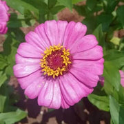 Zinnia Seeds, Zinnia elegans Flower Seeds