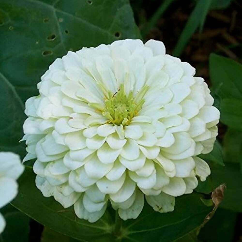 Zinnia Seeds, Zinnia elegans Flower Seeds