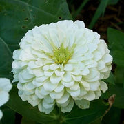 Zinnia Seeds, Zinnia elegans Flower Seeds