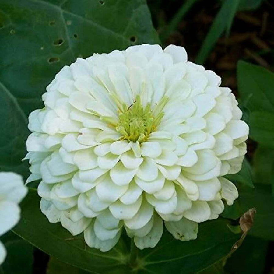 Zinnia Seeds, Zinnia elegans Flower Seeds