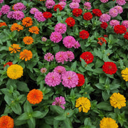 Bright Mix Zinnia Seeds