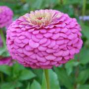 Purple Prince Zinnia Seeds