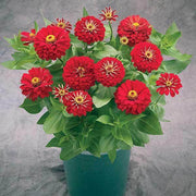Zinnia Seeds - for Home Gardens Seeds