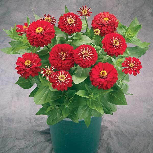 Zinnia Seeds - for Home Gardens Seeds