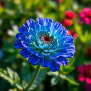 Blue Zinnia Seeds