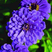 Blue Zinnia Seeds