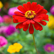 Bright Red Zinnia Seeds