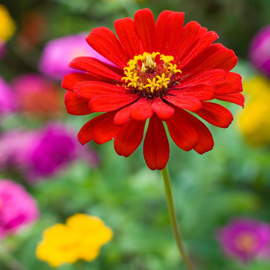 Bright Red Zinnia Seeds