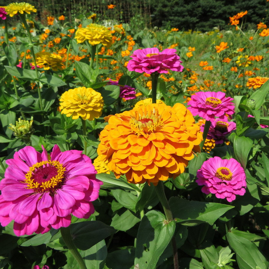 California Giant Zinnia Seeds