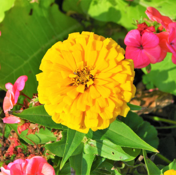 Canary Bird Zinnia Seeds
