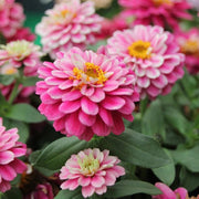 Double Mixed Zinnia Seeds