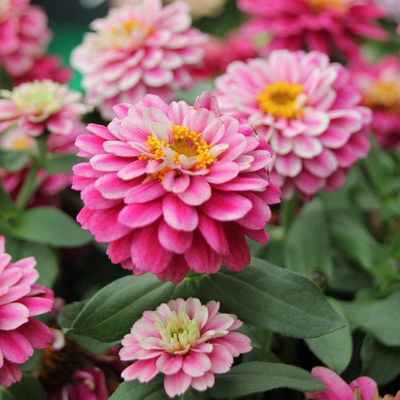 Double Mixed Zinnia Seeds