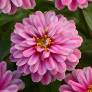 Double Mixed Zinnia Seeds