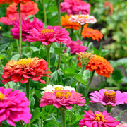 Zinnia Giant Cactus Seeds