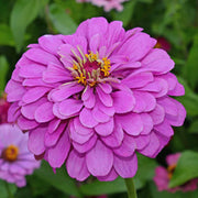 Lavender Zinnia Seeds