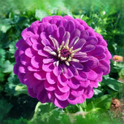 Lavender Zinnia Seeds