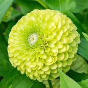 Zinnia Lime Green Seeds