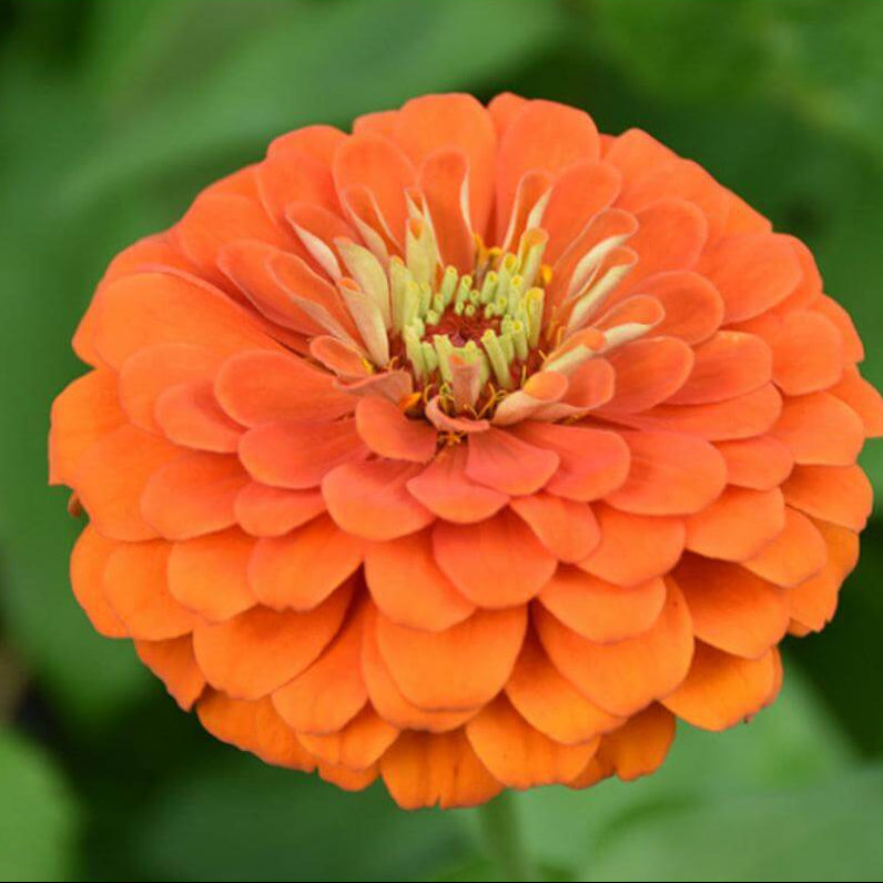 Orange King Zinnia Seeds