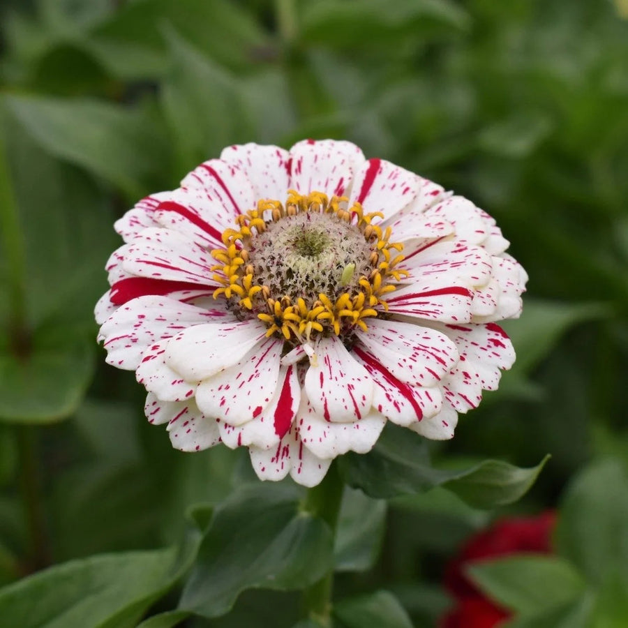 Peppermint Stick Zinnia Seeds