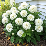Polar Bear Zinnia Seeds