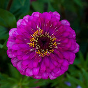 Purple Zinnia Seeds