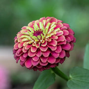 Queeny Lime Red Zinnia Seeds