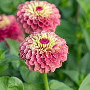 Queeny Lime Red Zinnia Seeds