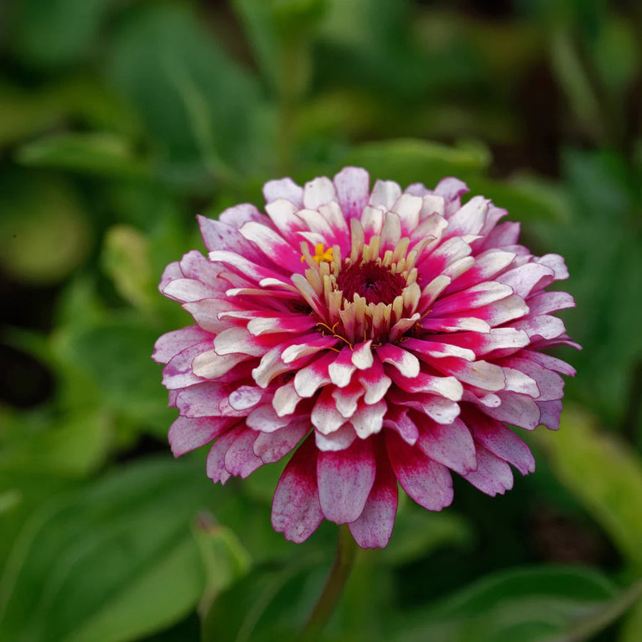 Red Cream Zinnia Seeds