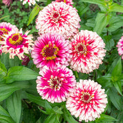 Red Cream Zinnia Seeds